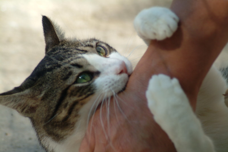 Gata1 Gata1