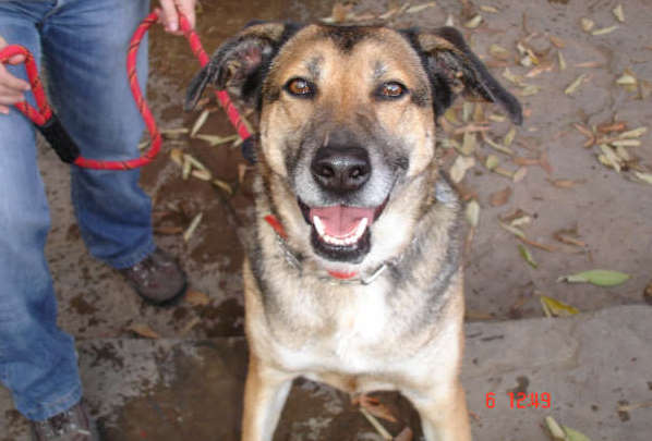 2ºperro 2ºperro