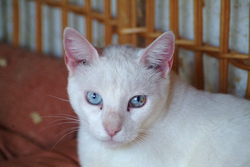 Gata2