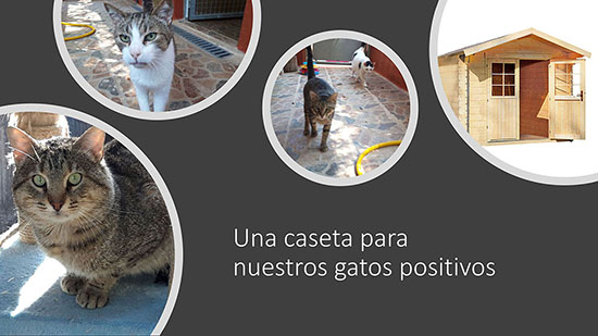 Caseta gatos Caseta gatos