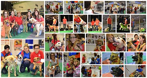 Animaladda web 2013 Animaladda web 2013