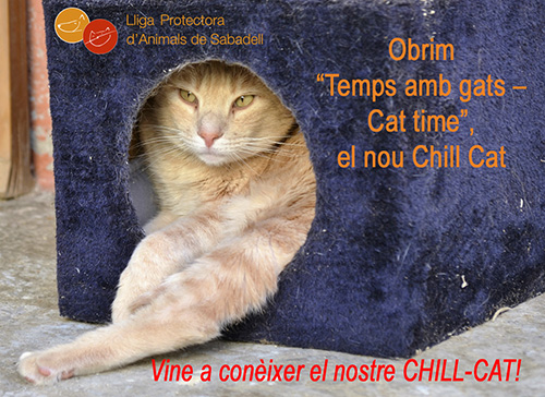 Chill Cat Chill Cat