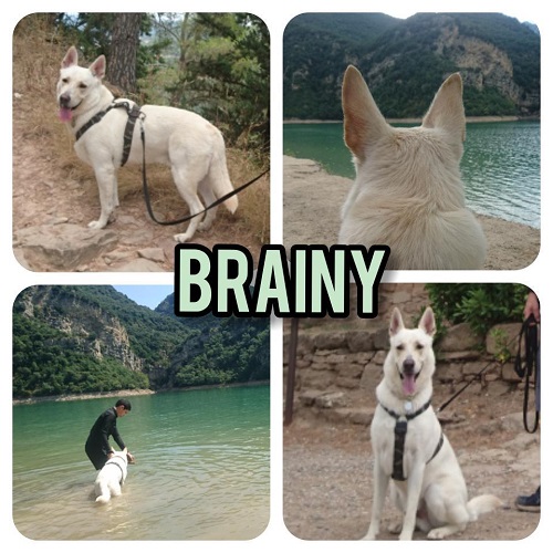 Brainy Brainy