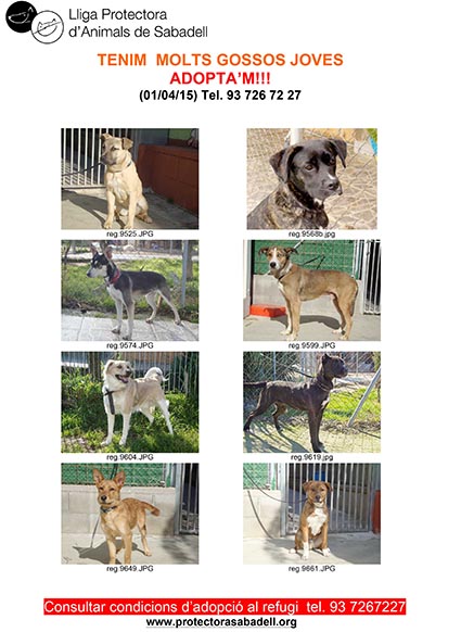 cadells 150401 cadells 150401