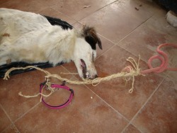 Perra ahorcada2