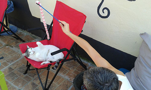 Chill cat 2 Chill cat 2