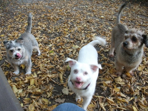 Barney Lulu Luna