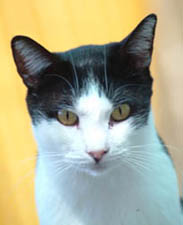 Gato consejos