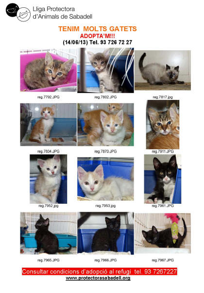 Gatitos Junio 2013 Gatitos Junio 2013