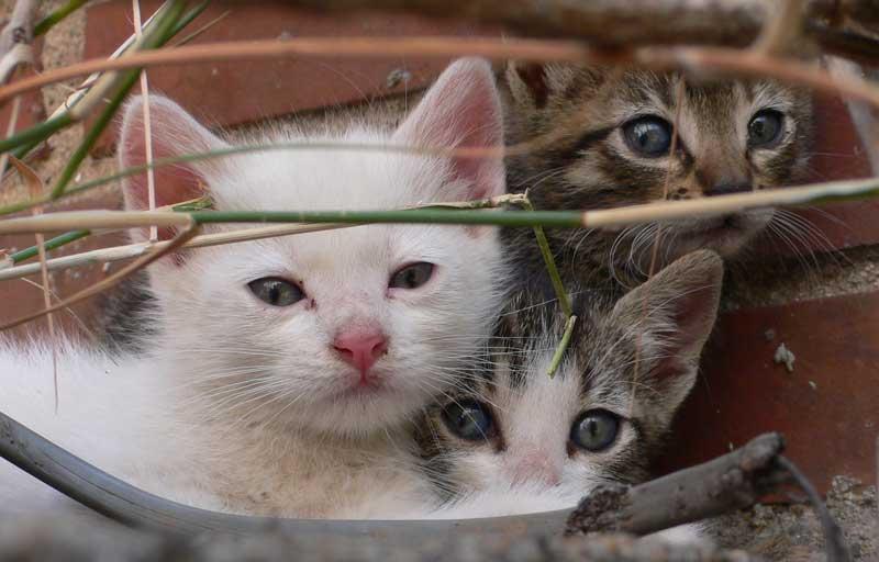 gatitos