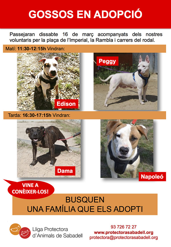 Gossos adopcio Gossos adopcio