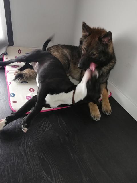 leia y neo 2 leia y neo 2
