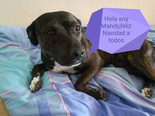 MANDY MANDY
