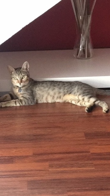 MIKA MIKA