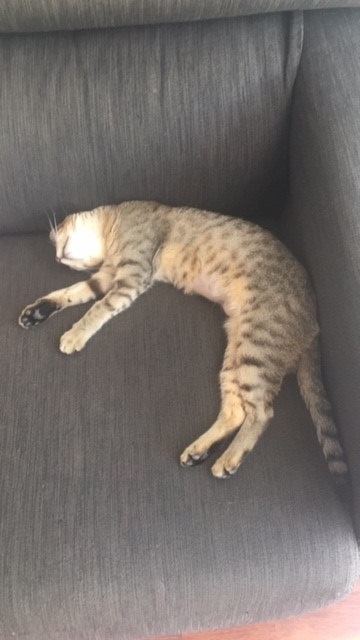 MIKA1 MIKA1