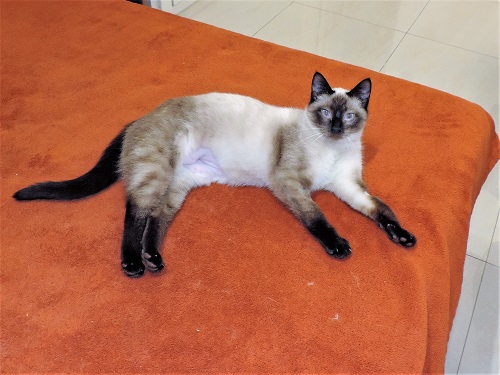 miula miula