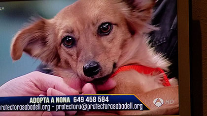 Nona programa Nona programa