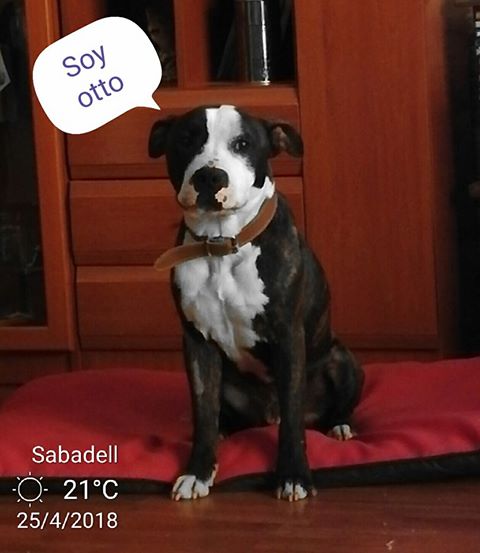 Otto mayo2 Otto mayo2