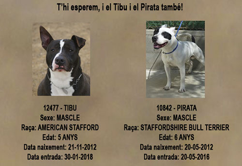 Tibu y Pirata Tibu y Pirata