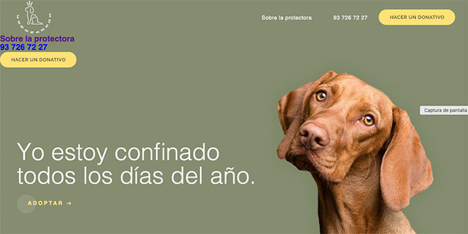 Coronadogs web Coronadogs web